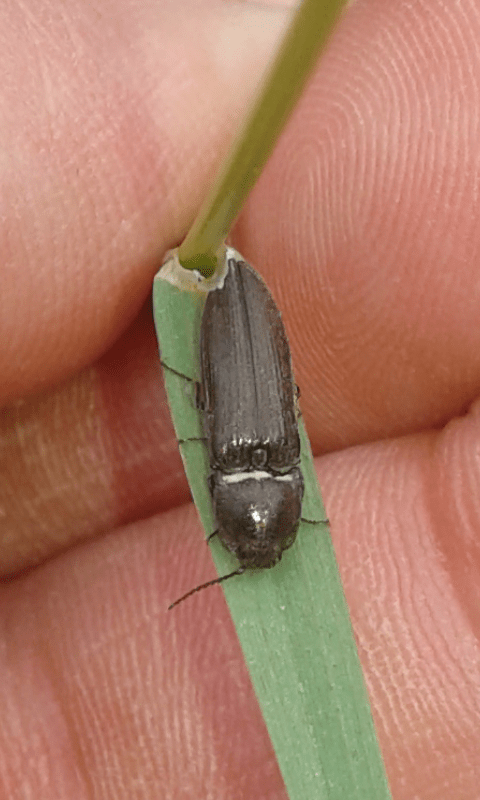 Elateridae: cfr. Cidnopus sp.